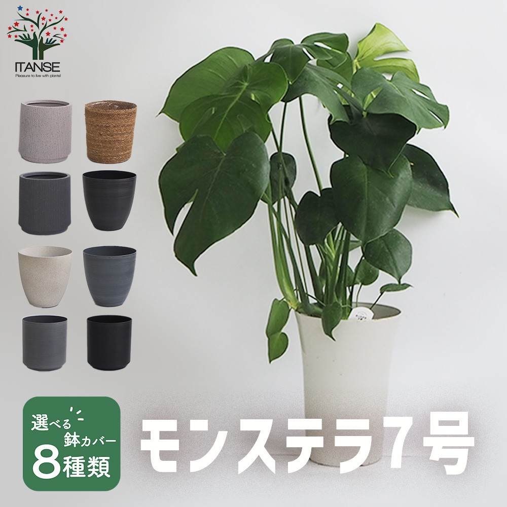 ①根上り幹上がりタイプで葉の切れ込みも綺麗なモンステラ7号鉢 観葉植物 モンステラ 7号 根あがり プラスチック鉢 | 観葉植物