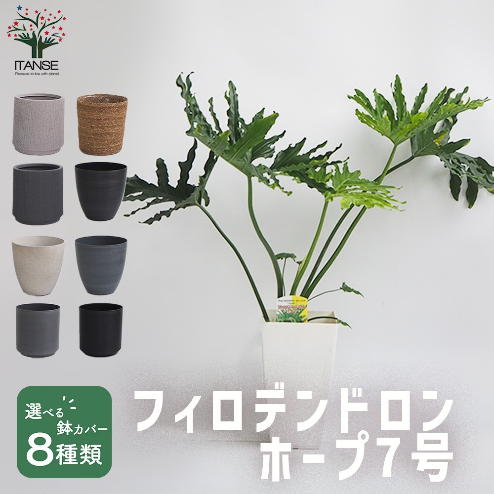 楽天市場】根上がり フィロデンドロン セローム 観葉植物