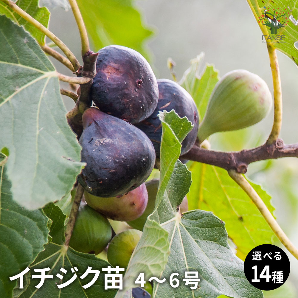 楽天市場】無花果（イチジク） サルタン 5.5号 苗木(y11) : 千草園芸