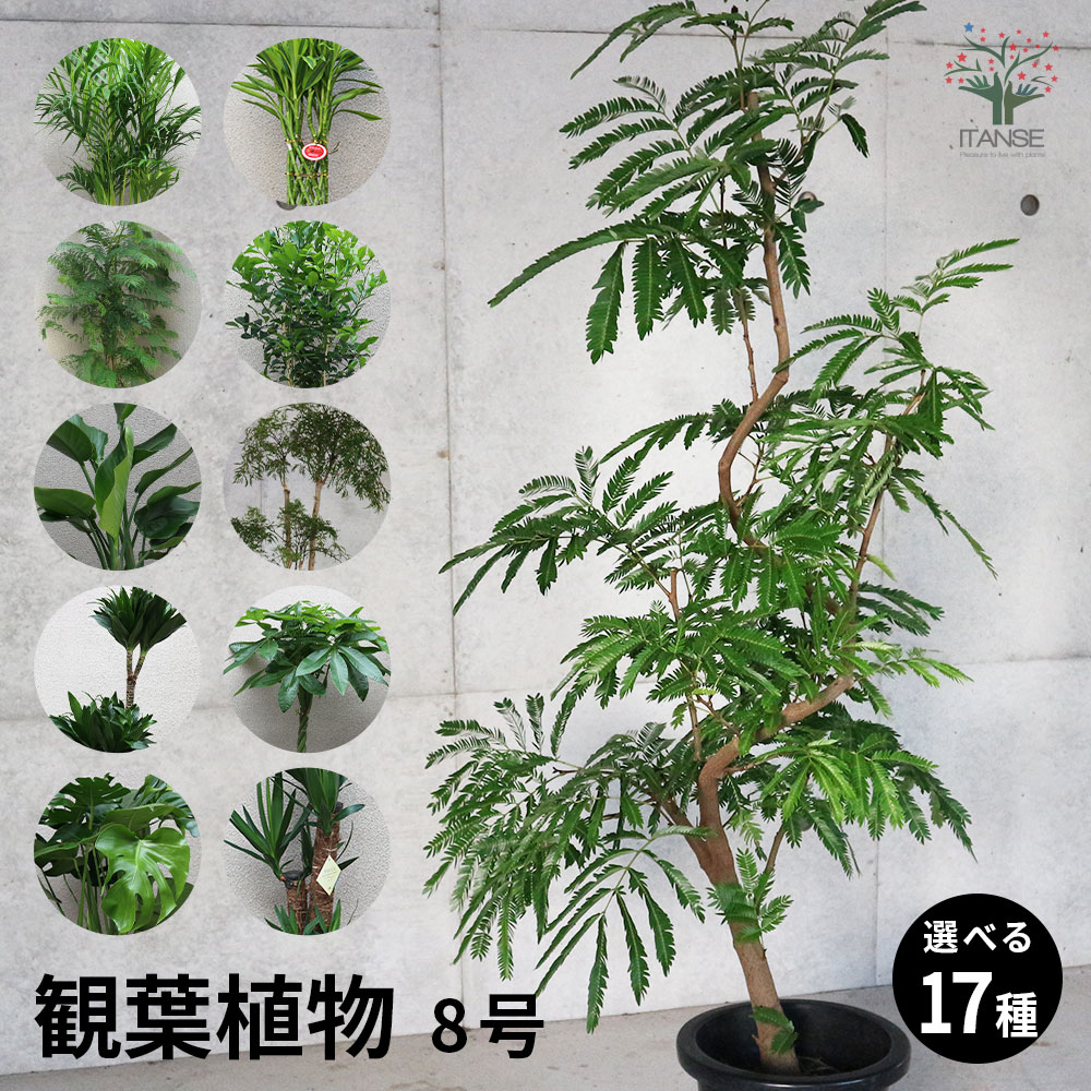 光触媒　人工観葉植物　ウォールグリーン　フェイクグリーン　タイワンモミジ1.3 タイワンモミジ1.3 2420A230」アートクリエイションのフェイク