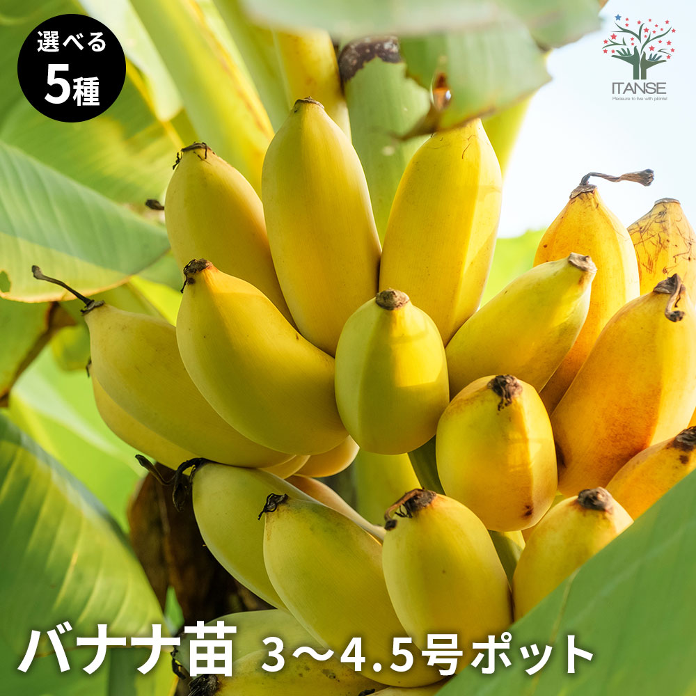 楽天市場】バナナの木 【沖縄島バナナ】 □本数限定 大サイズ