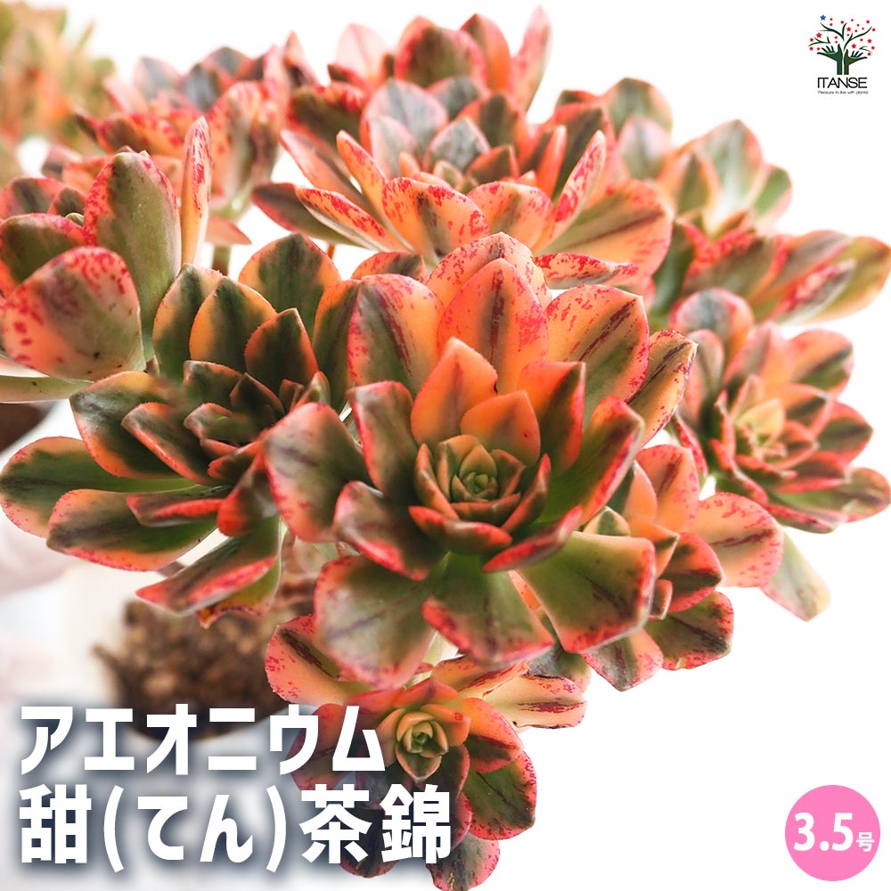 87#多肉植物❤️アエオニウム錦❤️ ドウガン❤️1大頭6小頭+6子芽12cm拨き苗 87#多肉植物❤️アエオニウム錦❤️ ドウガン❤️1大頭6小頭+6