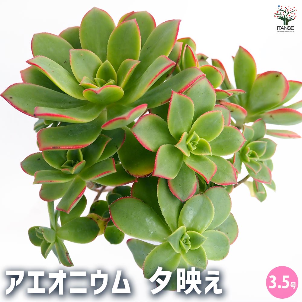 69#多肉植物アエオニウム錦❤️夕映え キウイ❤️1大頭9小頭25子芽26cm拔き苗 69#多肉植物アエオニウム錦❤️夕映え キウイ❤️1大頭9小頭25子
