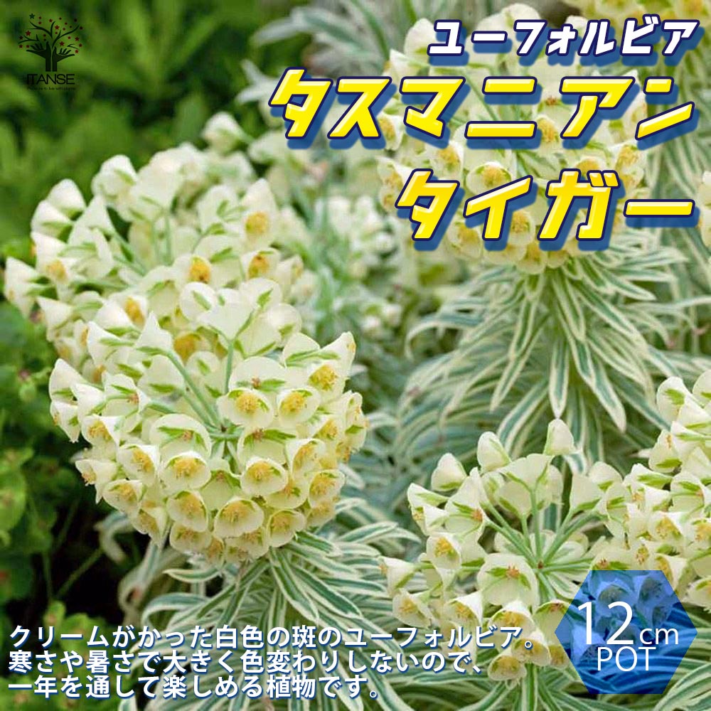 楽天市場 送料無料 ユーフォルビア タスマニアンタイガー 花苗 12cmポット 1個売り ユーフォルビア タスマニアンタイガー ブラックバード シルバースワン ウルフェニー 耐寒性多年草 花苗 花木 苗木 庭木 植木 インテリア おしゃれ 植物販売のitanse楽天 楽天市場 送料無料 ユーフォルビア タスマニアンタイガー 花苗 12cmポット 1個売り ユーフォルビア タスマニアンタイガー ブラックバード シルバースワン ウルフェニー 耐寒性多年草 花苗 花木 苗木 庭木 植木 インテリア おしゃれ 植物販売のitanse楽天