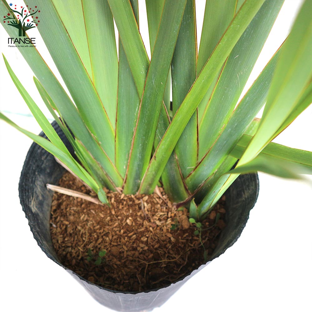 大人も着やすいシンプルファッション 多年草カラーリーフ オーナメンタルプランツ苗 ニューサイラン 入才蘭 の苗 園芸品種 カラーリーフ 苗木 花木 庭木 植木 ガーデニング シンボルツリー Gefert Com Br