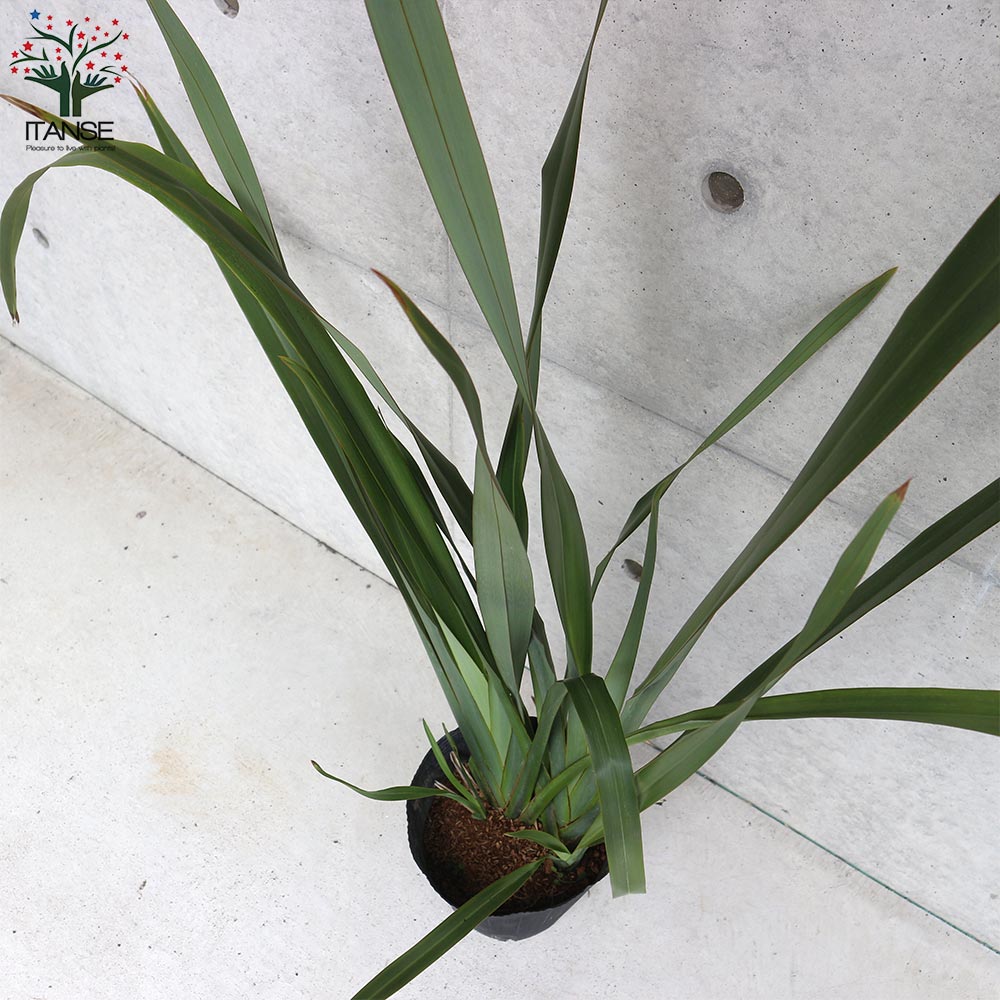 大人も着やすいシンプルファッション 多年草カラーリーフ オーナメンタルプランツ苗 ニューサイラン 入才蘭 の苗 園芸品種 カラーリーフ 苗木 花木 庭木 植木 ガーデニング シンボルツリー Gefert Com Br