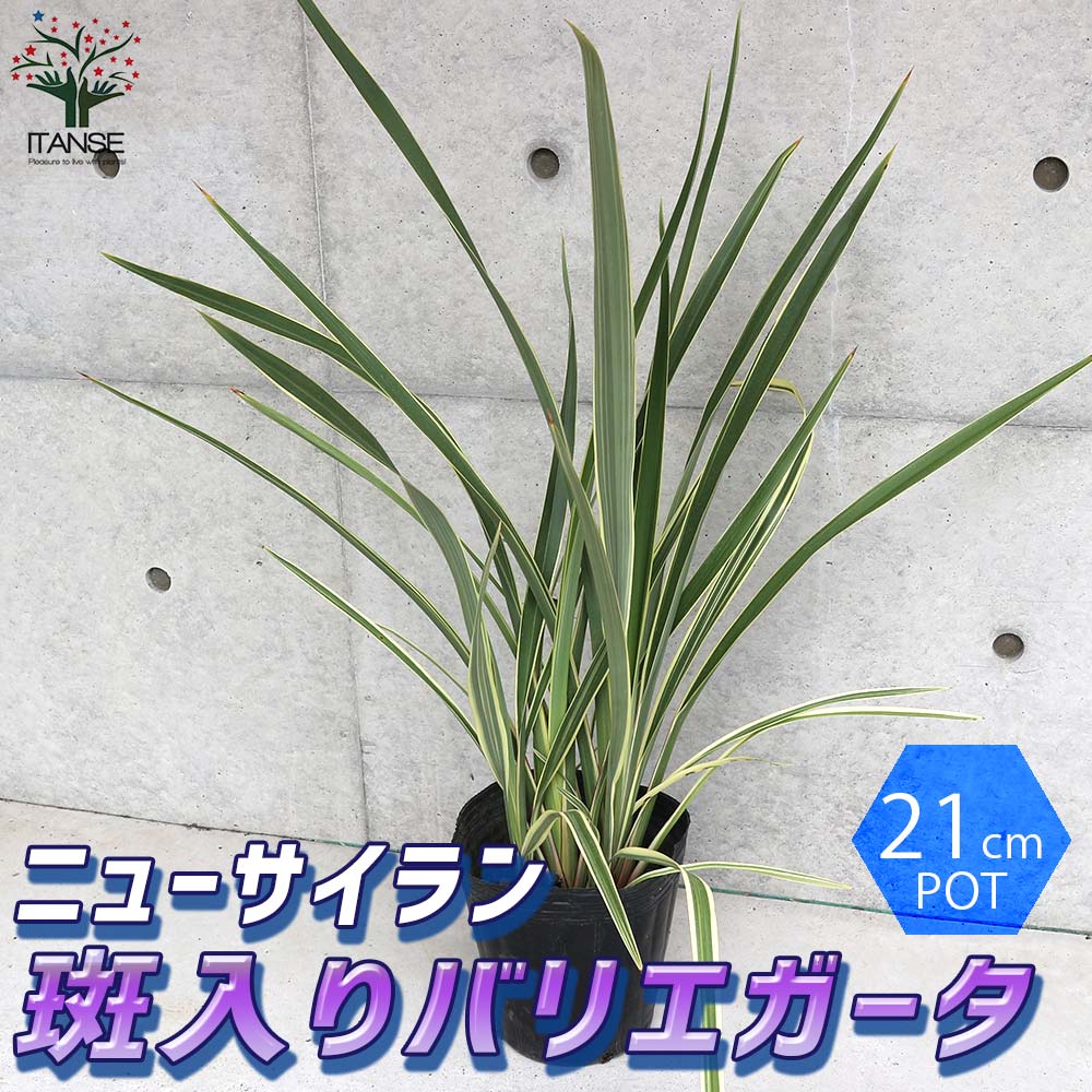 送料無料 多年草カラー岩礁 オーナメンタルプランツ苗 ニューサイラン 第一歩キャパシティー蘭 の苗 庭木 バリエガータの大苗 7号数ポット 1個売り 園芸品種 カラーリーフ 若木 花木 庭木 植木 庭木 ガーデニング 符号天然木 Upntabasco Edu Mx