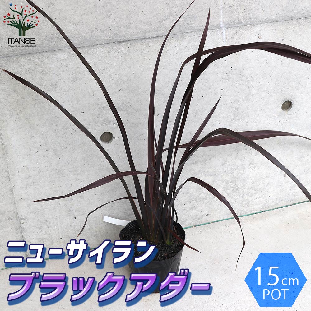 貨物輸送無料 多年草呈色岩礁 オーナメンタルプランツ苗 ニューサイラン 原初智恵蘭 の苗 庭木 ブラックアダーの苗 5号数ポット 1個売り 園芸種類 カラーリーフ 苗木 花木 庭木 植木 庭木 ガーデニング 略号ツリー Upntabasco Edu Mx