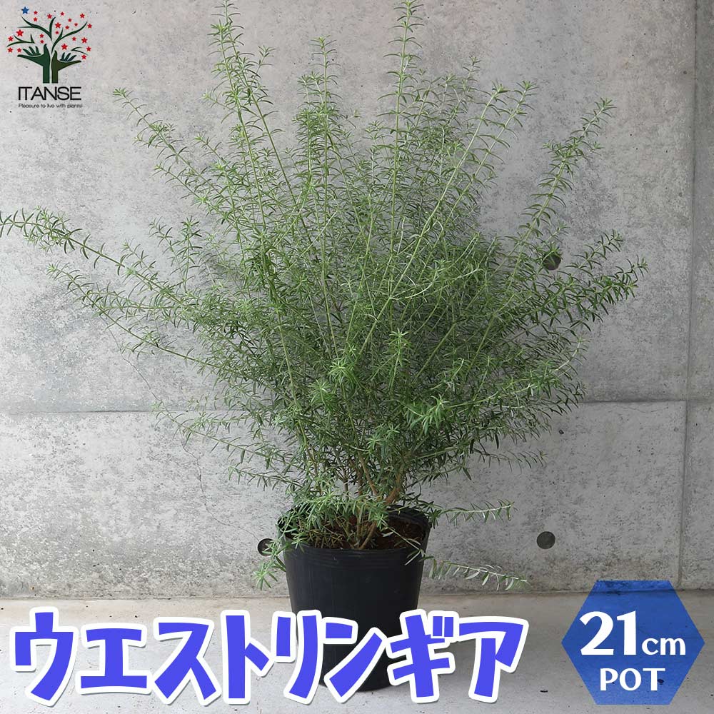 ウエストリンギア　/ 625 ウエストリンギア・スモーキーホワイト【花苗2.5号ロングポット