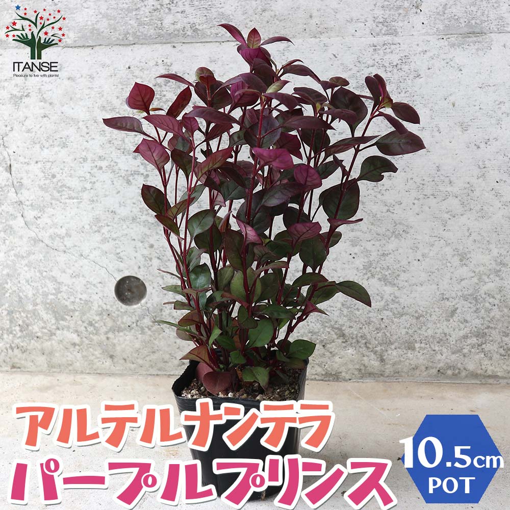 楽天市場 送料無料 アルテルナンテラ パープルプリンス 花苗 3 5号ポット 1個売り アルテルナンテラ パープルプリンス アカバセンニチコウ ツルノゲイトウ お花 多年草 植物販売のｉｔａｎｓｅ楽天市場店