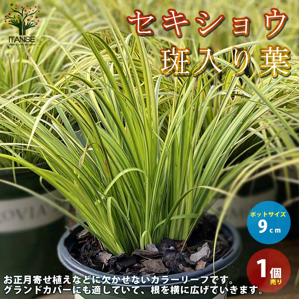 楽天市場 送料無料 斑入り葉 セキショウ 花苗 9cmポット苗 1個売り セキショウ ショウブ科 カラーリーフ グランドカバー 花苗 ガーデニング フラワーガーデン 植物販売のｉｔａｎｓｅ楽天市場店