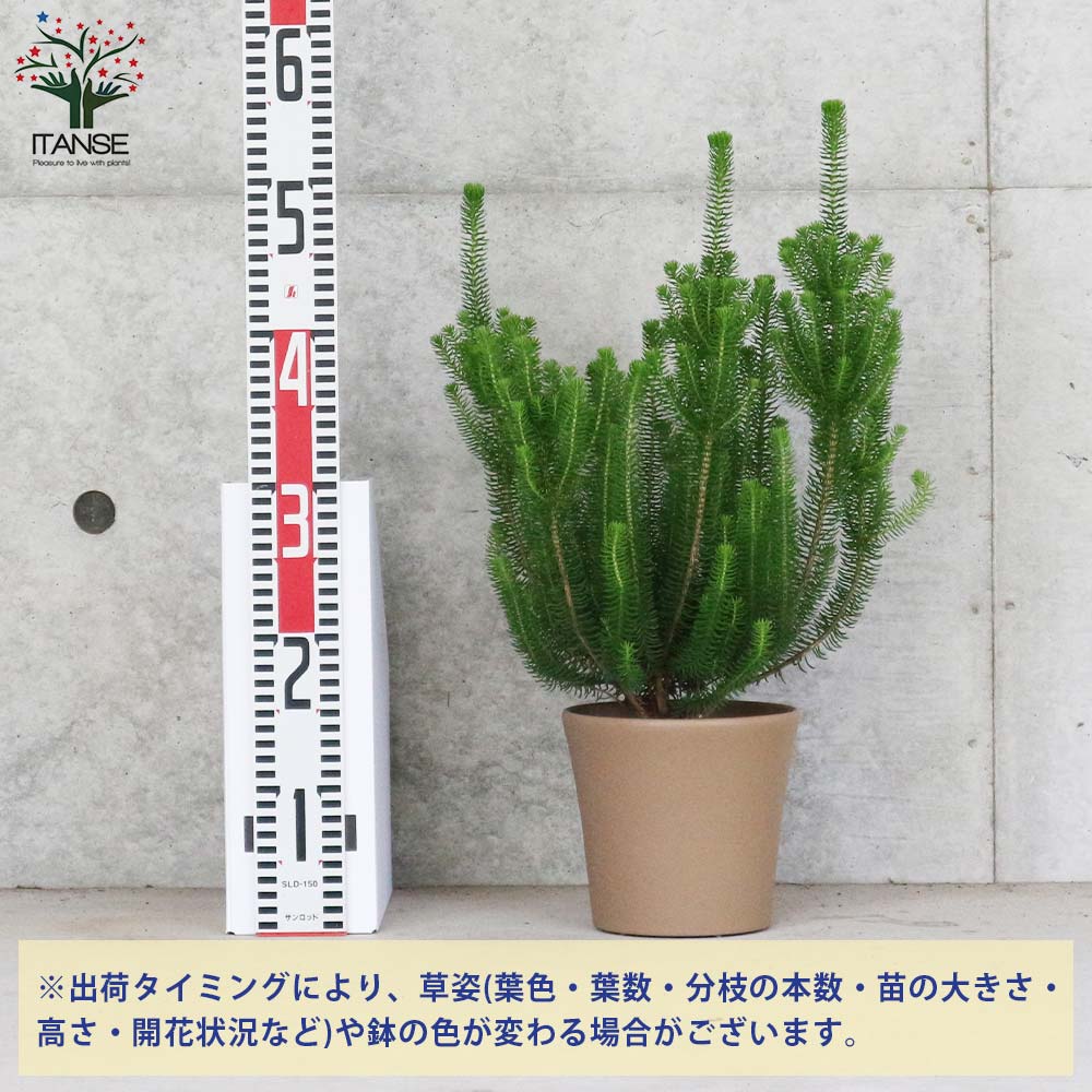 送料無料 エリカ セシリフローラ 花苗 5 5号鉢 低木苗 1個売り エリカ セシリフローラ 冬咲きエリカ ツツジ科 常緑低木 花苗 低木苗 園芸品種 Deerfieldtwpportage Com