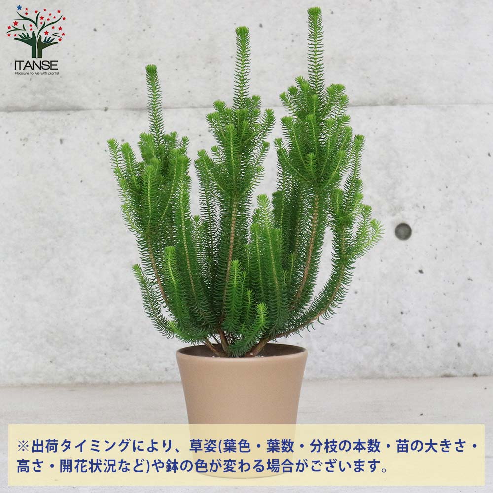 送料無料 エリカ セシリフローラ 花苗 5 5号鉢 低木苗 1個売り エリカ セシリフローラ 冬咲きエリカ ツツジ科 常緑低木 花苗 低木苗 園芸品種 Deerfieldtwpportage Com