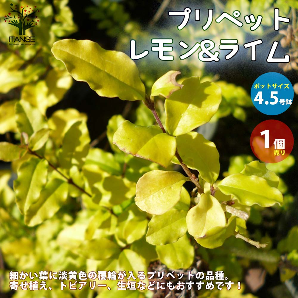 観葉草木特集