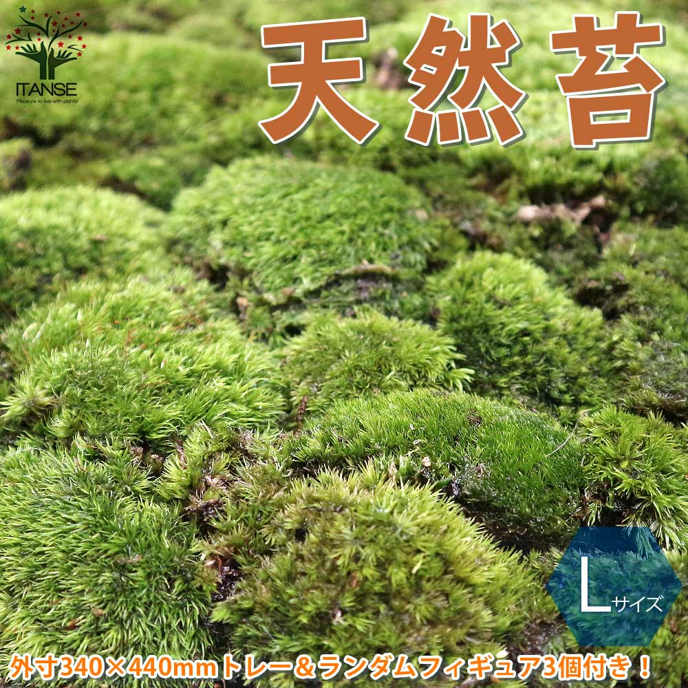 送料無料 フィギュア3個 ランダム 付きです フィギュアと苔の苔の種類は選べません 観葉植物 天然苔 Sサイズ しっかりしたステンレスのトレー入り トレー外寸 340 440mm 1個売り 苔 コケ トレー入り コケリウム 苔ジオラマ 苔テラリウム 山苔 ヤマゴケ Srmdelhi Org