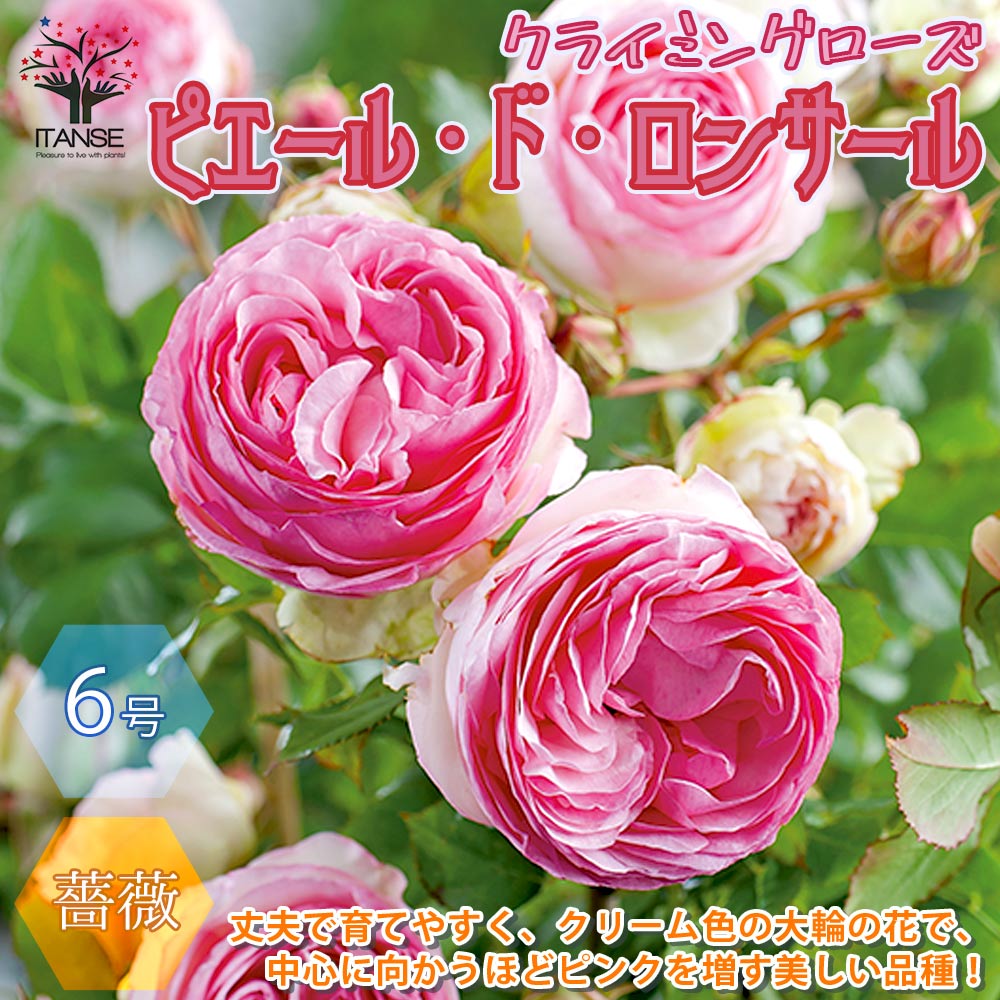 楽天市場】【送料無料】フェリシタス コルダナ ミニバラ 薔薇の苗木【花苗 3.5号鉢 ／1個売り】バラ苗 バラの苗 薔薇苗 薔薇の苗 花苗 花の苗  ローズガーデン イングリッシュガーデン rose バラ園 フラワーガーデン : 植物販売のＩＴＡＮＳＥ楽天市場店