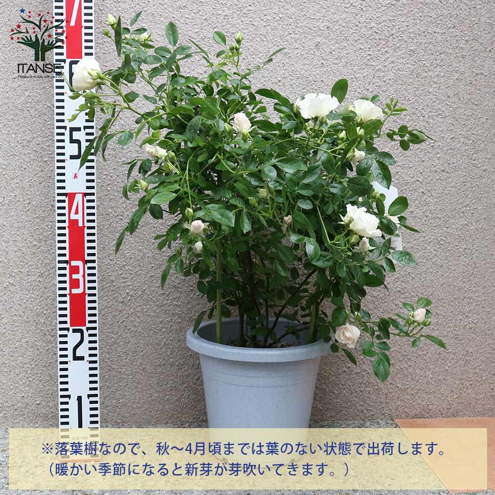 送料無料 つる薔薇 夏季深雪 クライミング石竹色 ローズ 佳境苗 7サイズ大苗 1個売り バラ苗 バラの苗 薔薇苗 薔薇の苗 花苗 花の苗 ローズ苑 イングリッシュガーデン Rose バラ苑地 御花ガーデン 花苗 植木苗 ガーデニング 了知 文明 苑地園野菜園 頂き物 戴き物 幣物 初