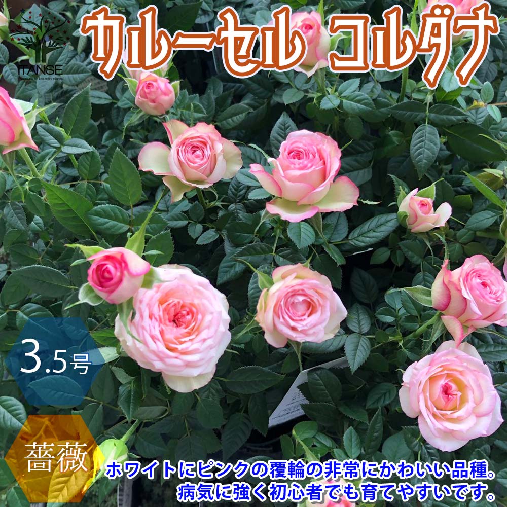 楽天市場 送料無料 カルーセル コルダナ ミニバラ 薔薇の苗木 花苗 3 5号鉢 1個売り バラ苗 バラの苗 薔薇苗 薔薇の苗 花苗 花の苗 ローズガーデン イングリッシュガーデン Rose バラ園 フラワーガーデン 植物販売のｉｔａｎｓｅ楽天市場店