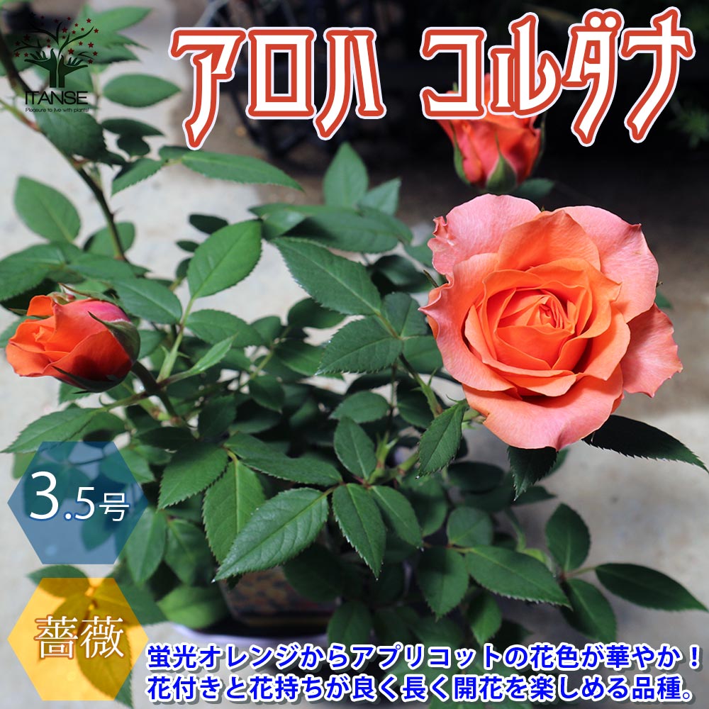 楽天市場 送料無料 アロハ コルダナ ミニバラ 薔薇の苗木 花苗 3 5号鉢 1個売り バラ苗 バラの苗 薔薇苗 薔薇の苗 花苗 花の苗 ローズガーデン イングリッシュガーデン Rose バラ園 フラワーガーデン 植物販売のｉｔａｎｓｅ楽天市場店