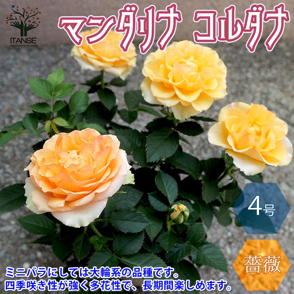 楽天市場 送料無料 マンダリナ コルダナミニバラ 薔薇の苗木 花苗 4号鉢 1個売り バラ苗 バラの苗 薔薇苗 薔薇の苗 花苗 花の苗 ローズガーデン イングリッシュガーデン Rose バラ園 フラワーガーデン 植物販売のｉｔａｎｓｅ楽天市場店
