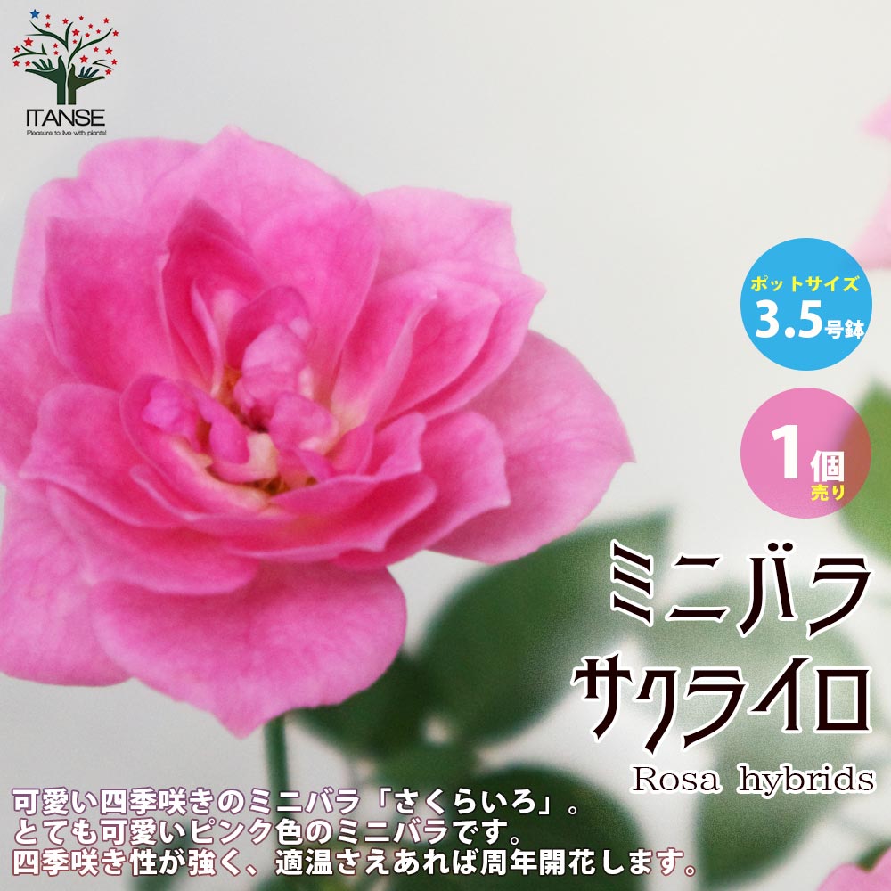 薔薇 日陰 に 強い 品種 卸し売り購入 48 割引 Saferoad Com Sa