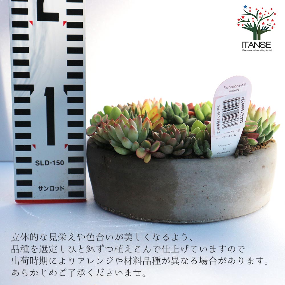 送料無料 多肉植物 寄せ植え Succulent Wreath M 多肉借るm 多肉植物 大きさ面影 クオンティティさざっと8cm スコープ約16cm 深さ約16cm 1個売り 多肉植物 寄せ植え 御伽話 ヨーロッパ 年寄りの令堂 リース Foxunivers Com