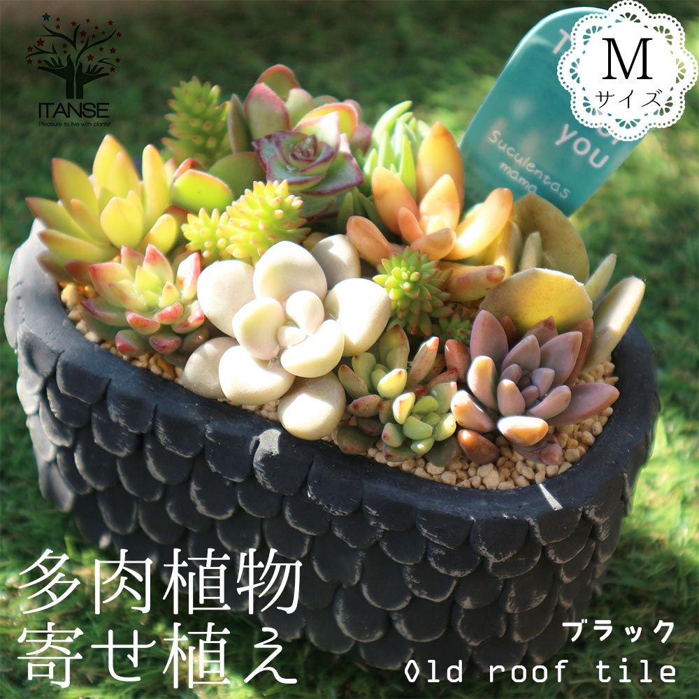 楽天市場 送料無料 多肉植物 寄せ植え Old Roof Tile 黒m 洋館の古い瓦 黒m 多肉植物 サイズイメージ 高さ約12cm 幅約14cm 奥行約9cm 1個売り 多肉植物 寄せ植え メルヘン ヨーロッパ ドイツ オールドハウス リース 植物 販売のｉｔａｎｓｅ楽天市場店