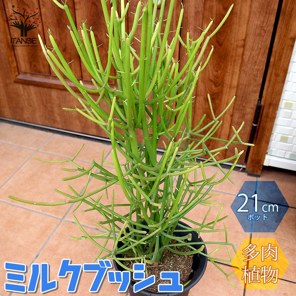 【マラソン★P5倍】ミルクブッシュ 多肉植物の苗木 多肉植物 21cm 1個売り ミルクブッシュ ミドリサンゴ 多肉植物 ガーデニング ボタニカルライフ 送料無料 即納