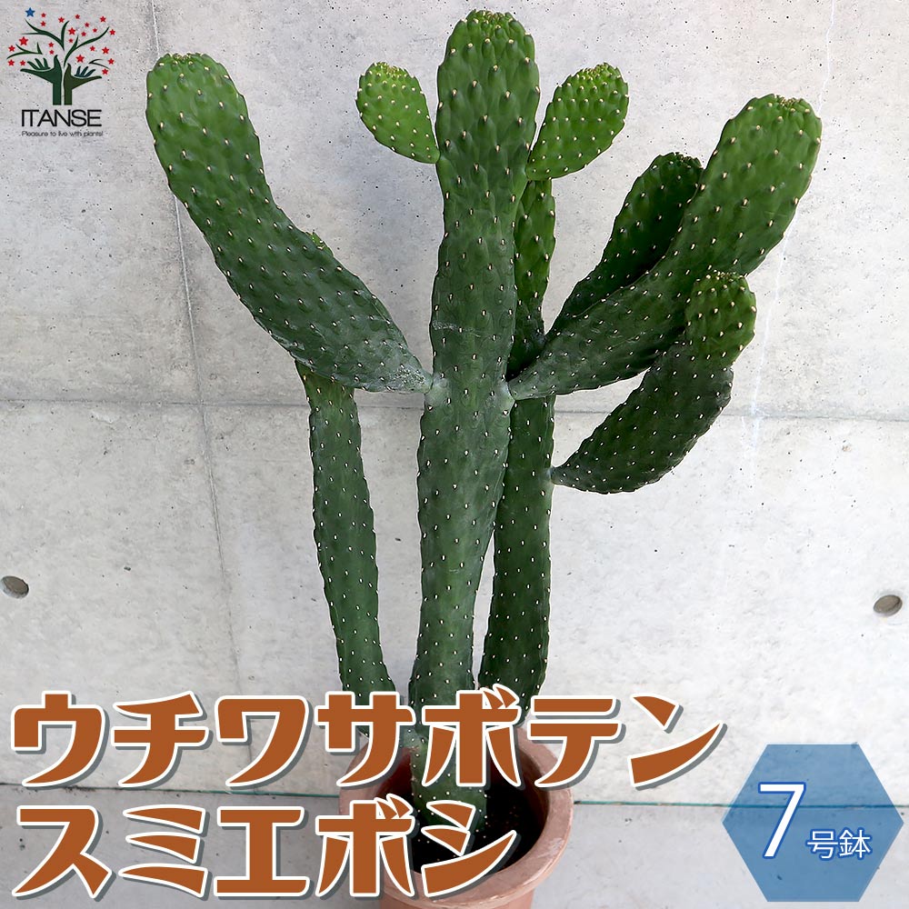 Summerセール☀️¥31,000→¥26,000 柱サボテン　ビッグサイズ Summerセール☀️¥31,000→¥26,000 柱サボテン ビッグサイズ Summer