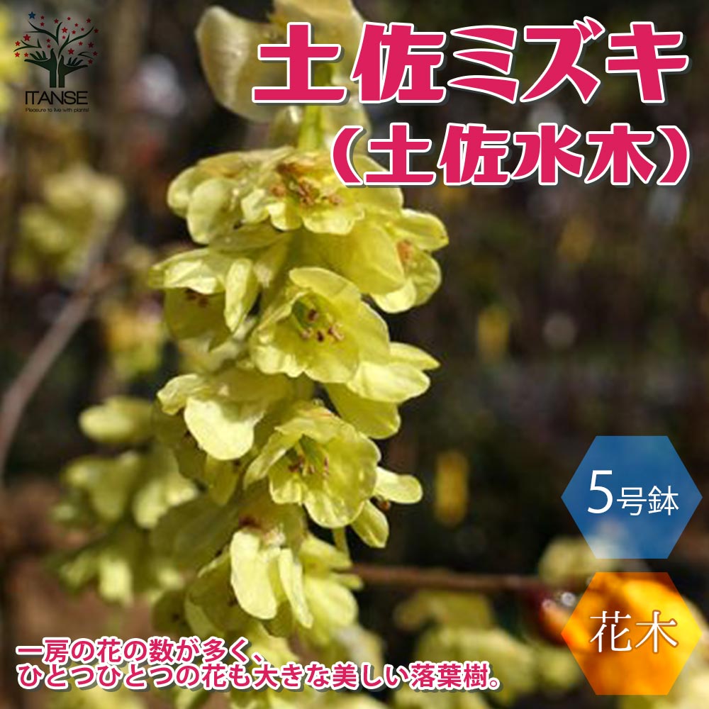 【送料無料】土佐ミズキ ( 土佐水木 ) の苗 庭木 5号鉢 1個売り 土佐ミズキ 土佐水木 トサミズキ マンサク科 落葉樹 花木 苗木 庭木 植木 花木 植木 目隠し 生け垣 生垣 インテリア おしゃれ オシャレ 育てやすい 送料無料 即納