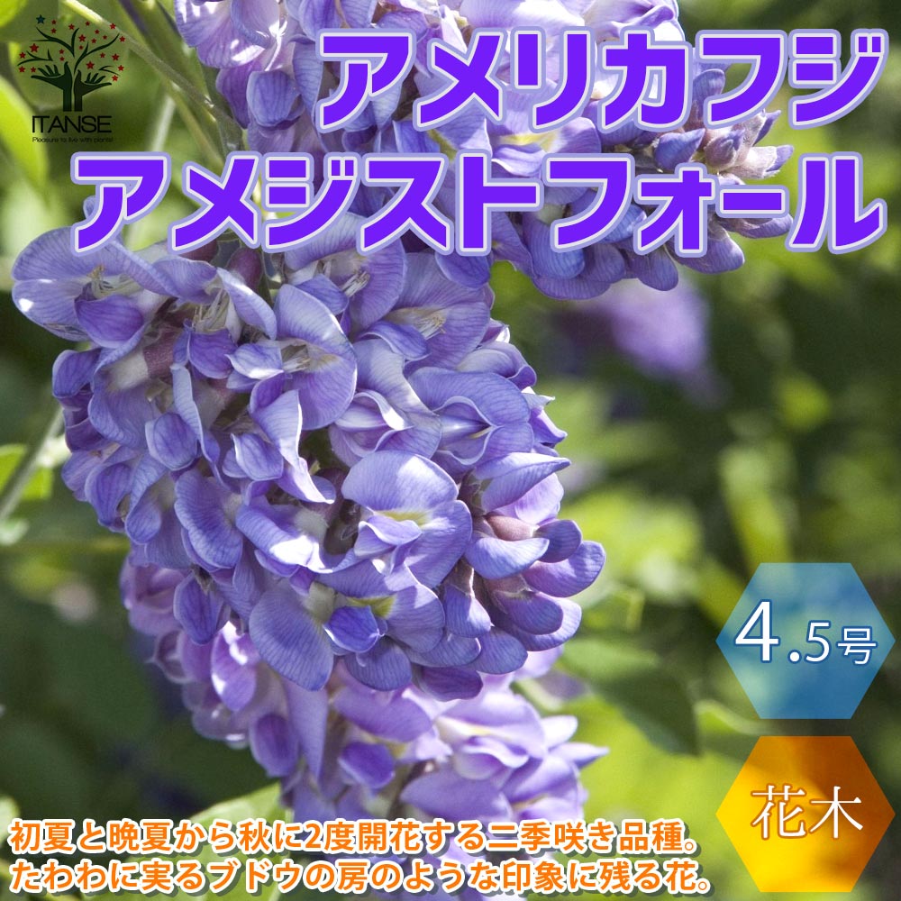 ①　アメリカフジ　6号　特大苗木最高等級　花付き ⑩ アメリカフジ 6号 特大苗木最高等級 花付き
