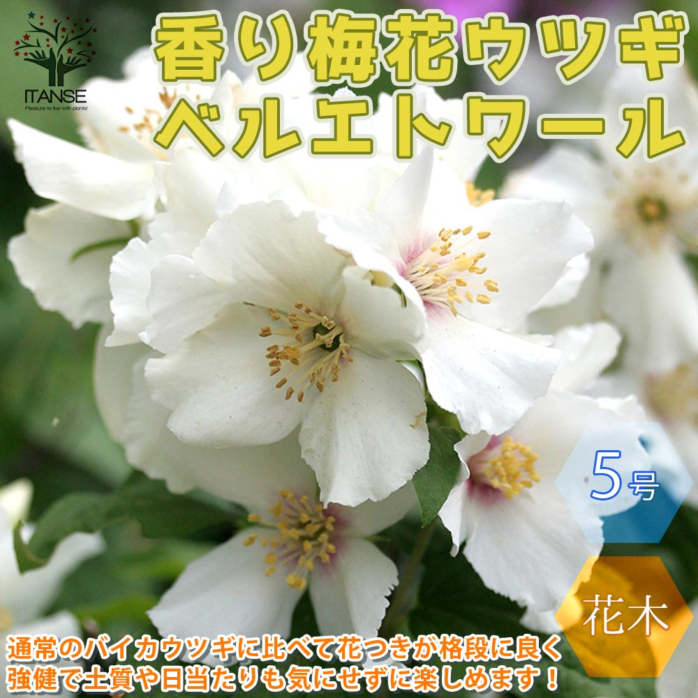 楽天市場 送料無料 ベルエトワール 香り梅花ウツギ 庭木 5号苗 1個売り 梅花ウツギ苗 梅花ウツギの苗 バイカウツギ苗 バイカウツギの苗 ベルエトワール フラワー 花苗 花木 植木 庭木 草花苗 ガーデニング Flower Garden 花のある暮らし 植物販売のｉｔａｎｓｅ