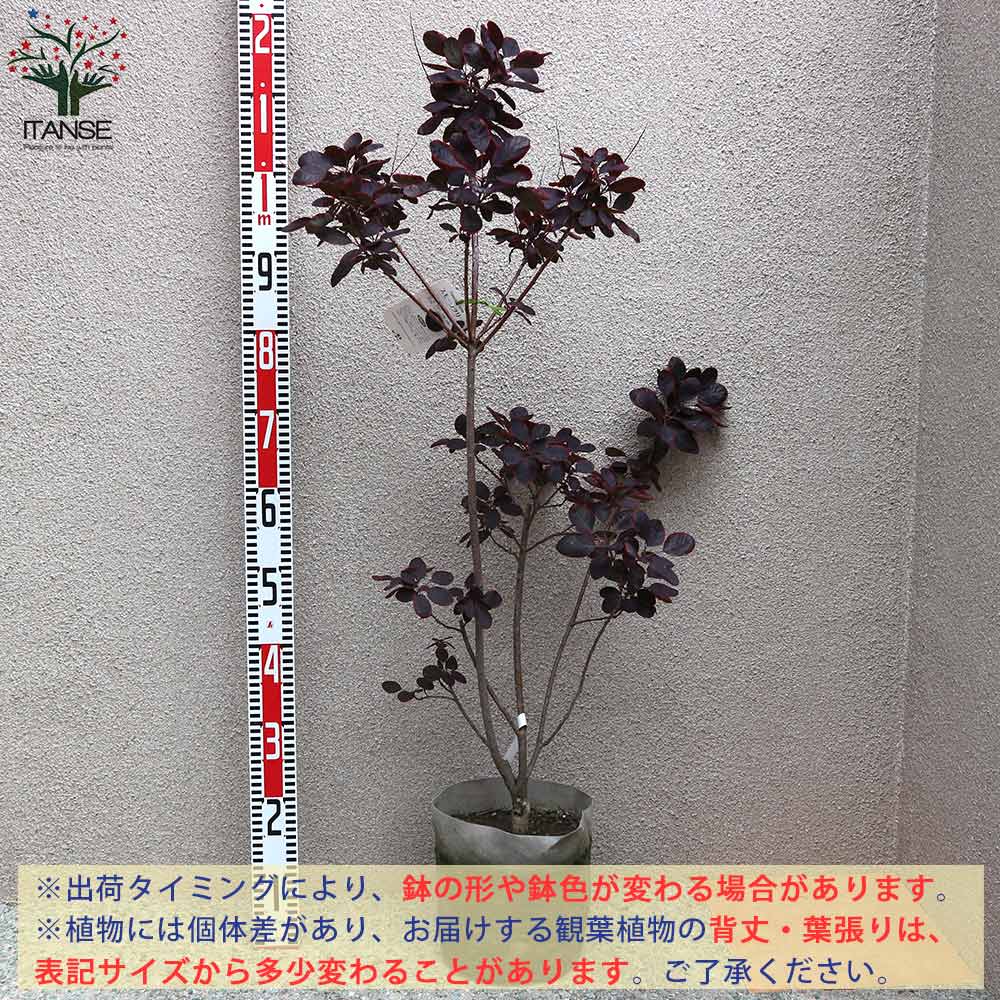 送料無料 ロイヤルパープル スモークツリー 庭木 7号鉢 1個売り スモークツリー ロイヤルパープル 煙の木 ケムリノキ ケムリの木 スモークブッシュ ハグマノキ フラワー 花苗 花木 Barriosurbanos Com Ar 送料無料 ロイヤルパープル スモークツリー 庭木 7号鉢 1個売り スモークツリー ロイヤルパープル 煙の木 ケムリノキ ケムリの木 スモークブッシュ ハグマノキ フラワー 花苗 花木 Barriosurbanos Com Ar