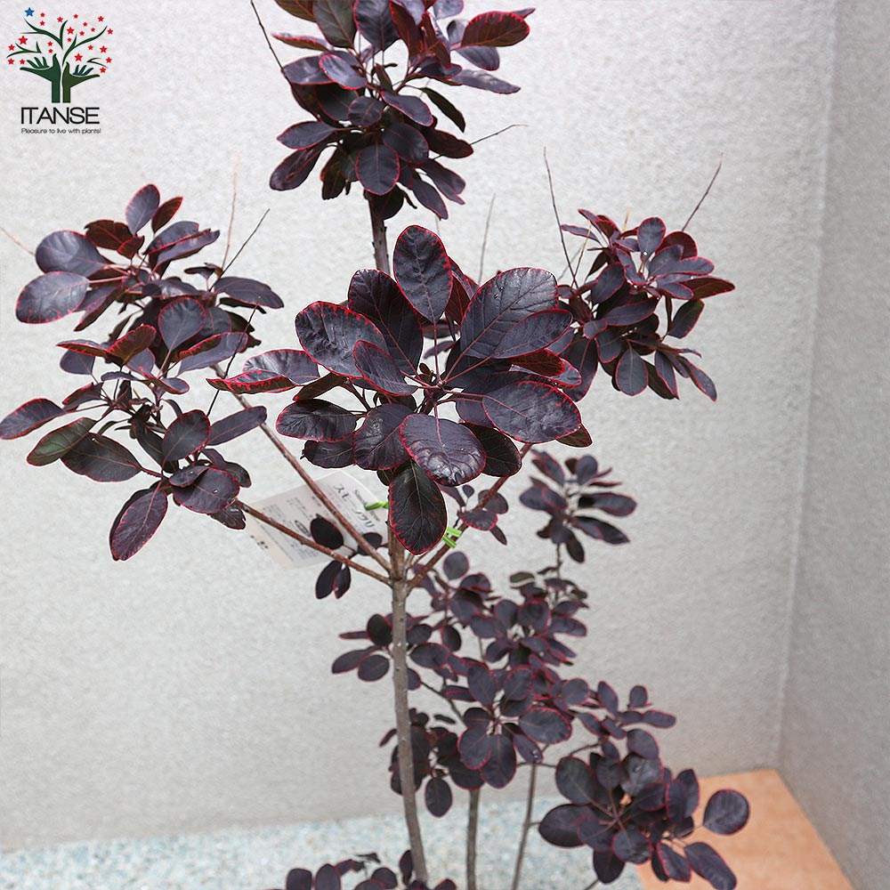 送料無料 ロイヤルパープル スモークツリー 庭木 7号鉢 1個売り スモークツリー ロイヤルパープル 煙の木 ケムリノキ ケムリの木 スモークブッシュ ハグマノキ フラワー 花苗 花木 Barriosurbanos Com Ar 送料無料 ロイヤルパープル スモークツリー 庭木 7号鉢 1個売り スモークツリー ロイヤルパープル 煙の木 ケムリノキ ケムリの木 スモークブッシュ ハグマノキ フラワー 花苗 花木 Barriosurbanos Com Ar