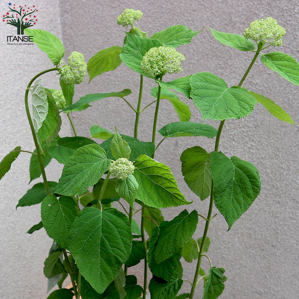 送料無料 アナチャイム アジサイ 庭木 7ナンバーされこうべ 1個売り あじさい苗 あじさいの苗 アジサイ苗 アジサイの苗 アジサイ苗 紫陽花の苗 ガーデニング Lindsaymayphotography Com