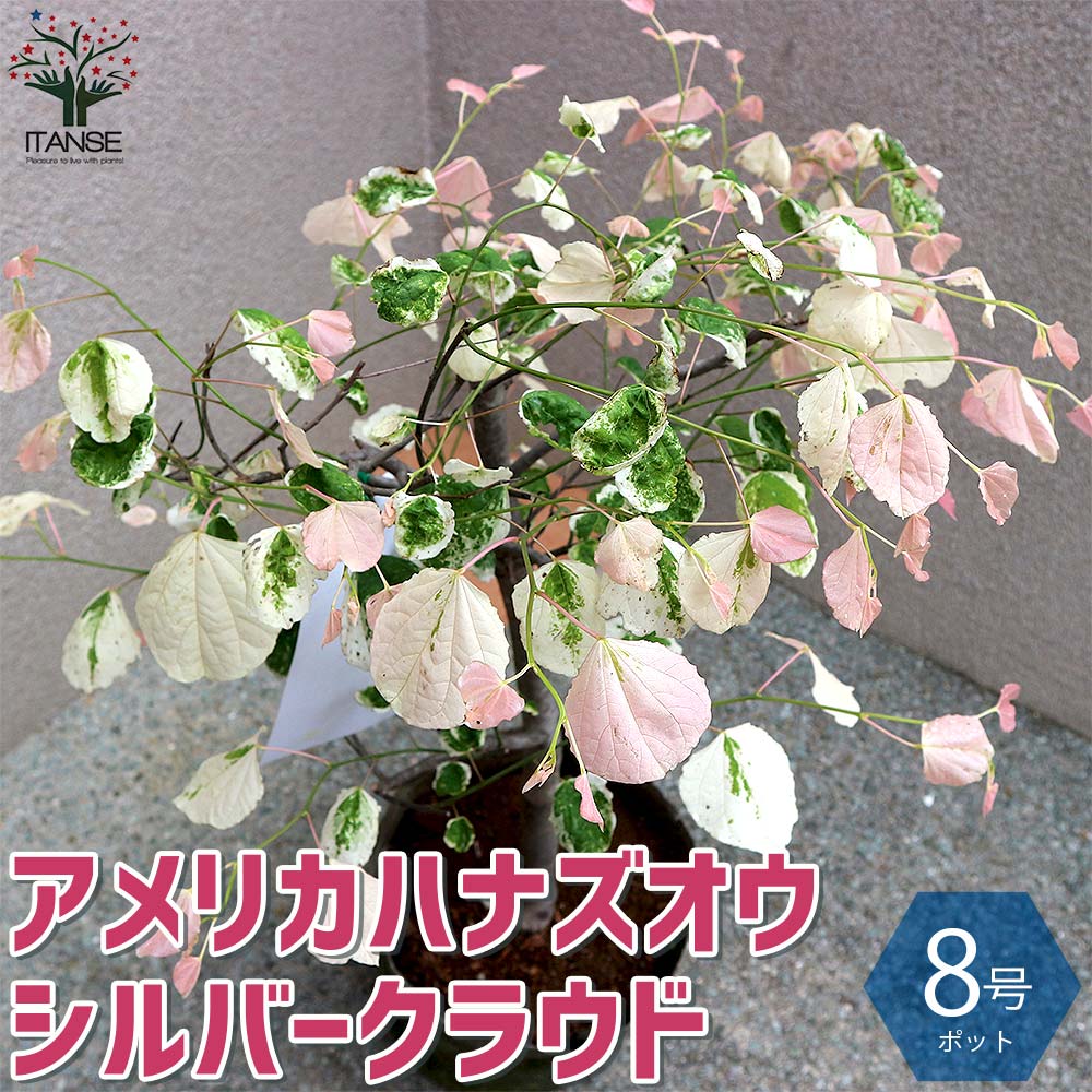 観賞用 植木 庭木 送料無料 植木 おしゃれ 家庭菜園 ガーデニング 8号ナーセリーポット 1個売り 花木 正月 観賞価値 オシャレ 人気品種 オブジェ 鉢植え 庭植え 育てやすい プレゼント 贈答 室内 室外 あす楽 送料無料 シルバークラウド アメリカハナズオウ
