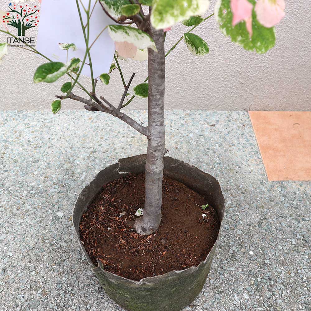 貨物輸送無料 クラウド アメリカハナズオウ 庭木 8ナンバー髑髏 1個売り アメリカハナズオウ シルバークラウド ハナズオウ苗 ハナズオウの若木 苗 苗木 お花 花木 Nagelstudioacht10 Nl