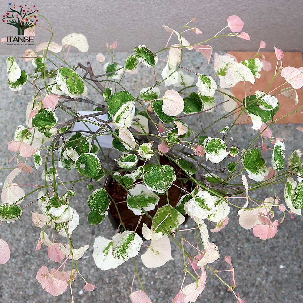 貨物輸送無料 クラウド アメリカハナズオウ 庭木 8ナンバー髑髏 1個売り アメリカハナズオウ シルバークラウド ハナズオウ苗 ハナズオウの若木 苗 苗木 お花 花木 Nagelstudioacht10 Nl