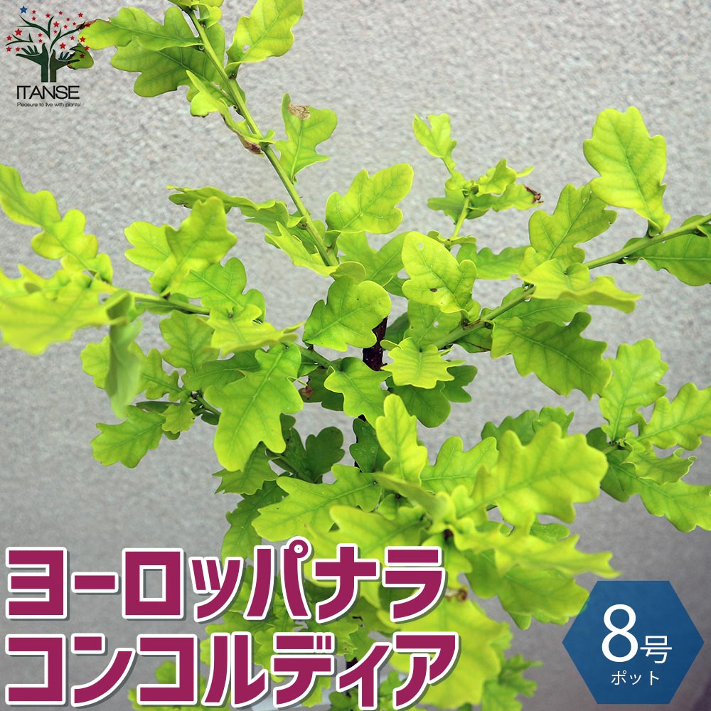 送料無料 イギリスナラ コンコルディア ヨーロッパナラ 庭木 8号鉢 1個売り ヨーロッパナラ イギリスナラ コンコルディア 欧州ナラ English Oak 苗 苗木 花木 植木 庭木 ガーデニング シンボルツリー Highsoftsistemas Com Br