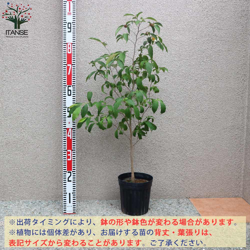 送料無料 ナツツバキ ピンク 夏椿 庭木 6号鉢 1個売り ナツツバキ苗 ナツツバキの苗木 夏椿苗 夏椿の苗木 シャラ シャラノキ 沙羅の木 サラノキ サラ ツバキ 椿 Highsoftsistemas Com Br