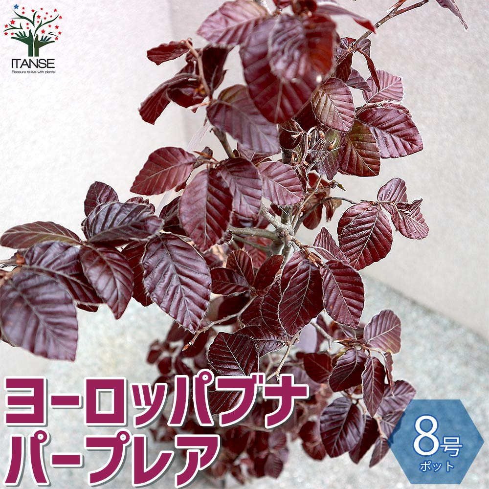 観賞用 庭木花 ガーデン Diy 庭木 おしゃれ 植木 家庭菜園 ガーデニング 農業 観賞価値 1個売り ヨーロッパブナ苗 花木 鉢植え 人気品種 庭植え オシャレ 正月 ガーデニング オブジェ 育てやすい プレゼント 贈答 室内 室外 あす楽 送料無料 プルプレア パープレア