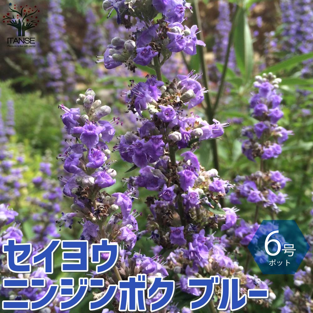 楽天市場】セイヨウニンジンボク 紫花 苗木 7号 : 千草園芸