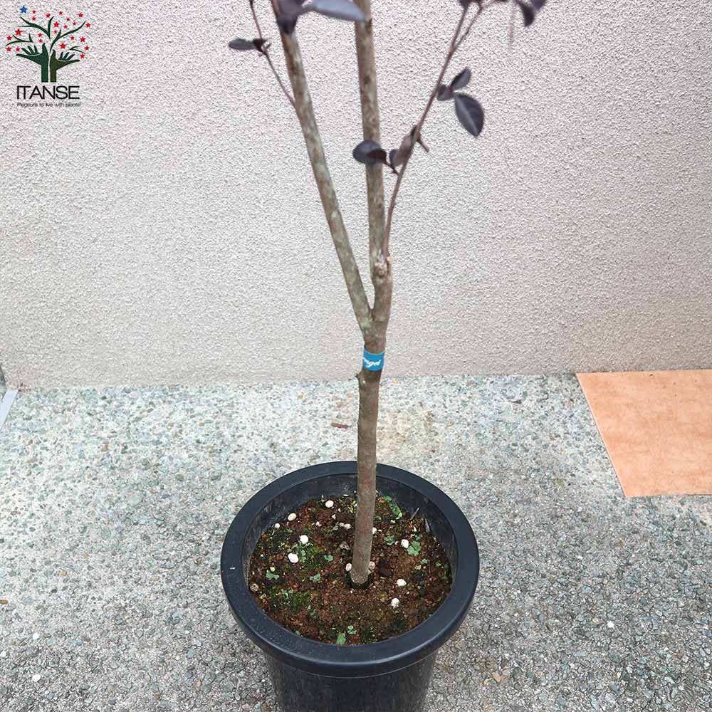 送料無料 ブラックリーフダイヤモンド ブラッシュ 淡いピンク サルスベリの苗木 庭木 8号鉢 1個売り ブラッシュ サルスベリ苗 サルスベリの苗木 百日紅 ヒャクジツコウ ミソハギ 落葉樹 Rvcconst Com