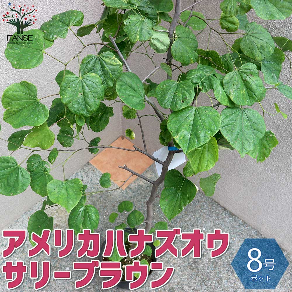 楽天市場】【送料無料】シルバークラウド アメリカハナズオウ 庭木 8号