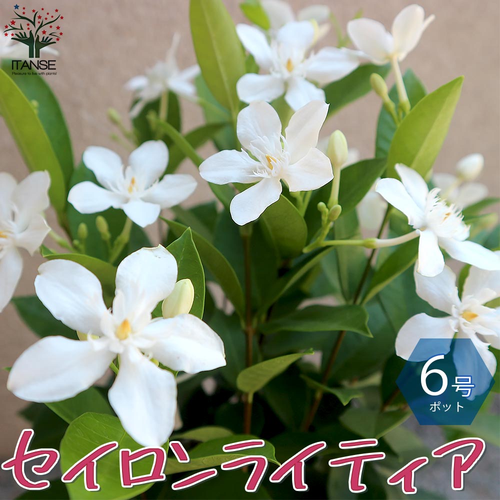 楽天市場 送料無料 セイロンランティア 庭木 6号鉢 1個売り セイロンライティア苗 セイロンライティアの苗木 キョウチクトウ科 ライティア属 花木苗 植物販売のｉｔａｎｓｅ楽天市場店