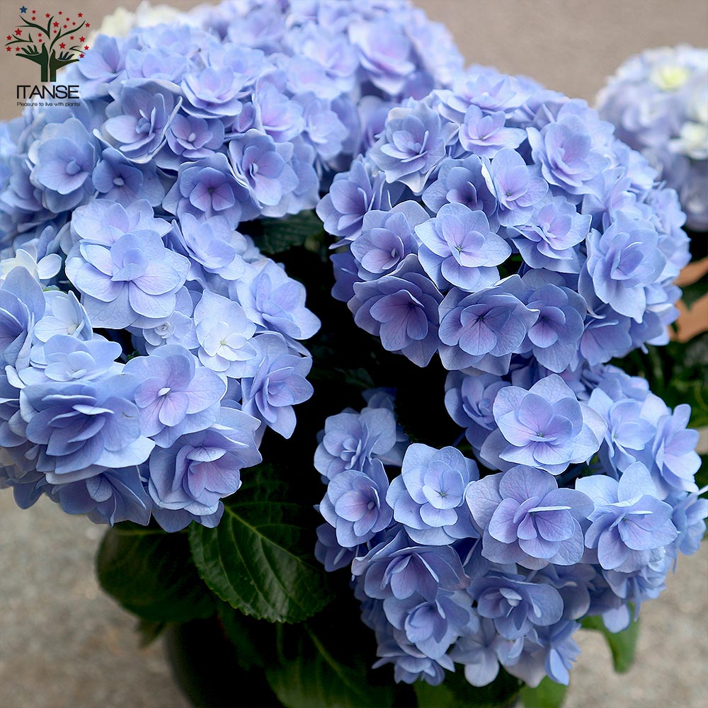 送料無料 恋物語 ブルー アジサイの苗木 庭木 8号鉢大苗 1個売り あじさい苗 あじさいの苗 アジサイ苗 アジサイの苗 紫陽花苗 紫陽花の苗 アナベル 花苗 Rvcconst Com