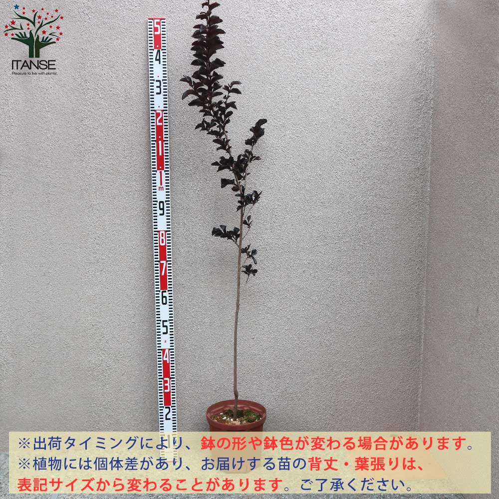 送料無料 ブラックリーフダイヤモンド ブラッシュ 淡いピンク サルスベリの苗木 庭木 7号鉢mサイズ 1個売り ブラッシュ サルスベリ苗 サルスベリの苗木 百日紅 ヒャクジツコウ ミソハギ 落葉樹 Magazinpegas Cz