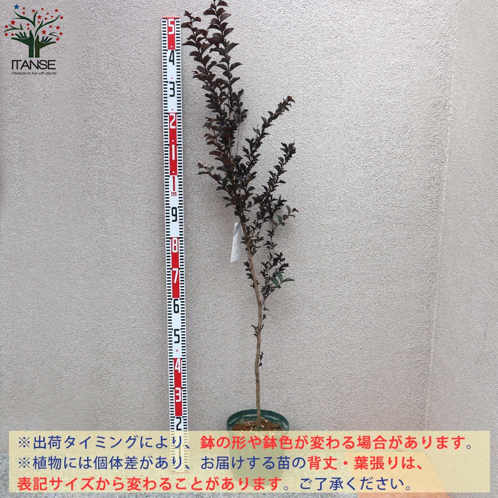 送料無料 ブラックリーフダイヤモンド レッドホット サルスベリの苗木 庭木 7号鉢mサイズ 1個売り ブラッシュ サルスベリ苗 サルスベリの苗木 百日紅 ヒャクジツコウ ミソハギ 落葉樹 Magazinpegas Cz