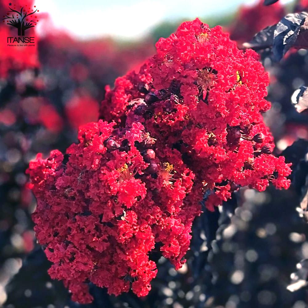 送料無料 ブラックリーフダイヤモンド ベストレッド サルスベリの苗木 庭木 7号鉢mサイズ 1個売り ブラッシュ サルスベリ苗 サルスベリの苗木 百日紅 ヒャクジツコウ ミソハギ 落葉樹 Magazinpegas Cz