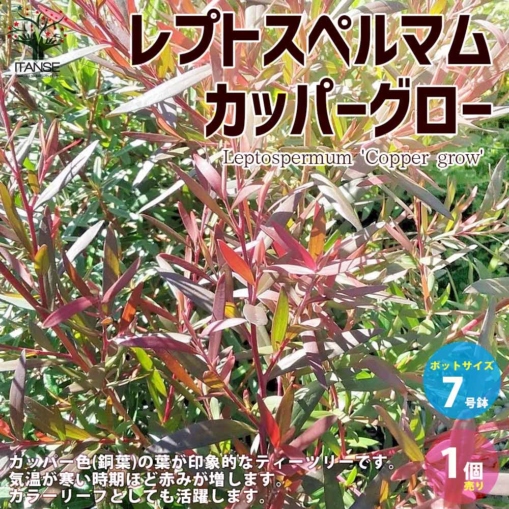楽天市場】【マラソン期間☆Pアップ】レプトスペルマム カッパー